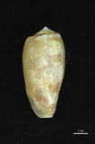 中文名:鬱金香芋螺 (003348-00028)學名:Conus tulipa Linnaeus, 1758(003348-00028)