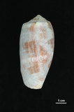 中文名:鬱金香芋螺 (004611-00099)學名:Conus tulipa Linnaeus, 1758(004611-00099)