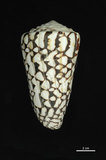 中文名:大理石芋螺 (003317-00011)學名:Conus marmoreus Linnaeus, 1758(003317-00011)