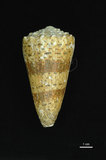 中文名:帝王芋螺 (002353-00267)學名:Conus imperialis Linnaeus, 1758(002353-00267)