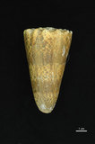 中文名:帝王芋螺 (002629-00003)學名:Conus imperialis Linnaeus, 1758(002629-00003)