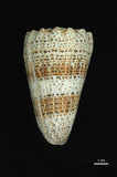 中文名:帝王芋螺 (003317-00009)學名:Conus imperialis Linnaeus, 1758(003317-00009)