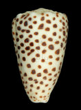 中文名:芝麻芋螺(002353-00179)學名:Conus pulicarius Hwass, 1792(002353-00179)