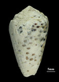 中文名:芝麻芋螺(002353-00180)學名:Conus pulicarius Hwass, 1792(002353-00180)