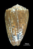 中文名:芝麻芋螺(002353-00181)學名:Conus pulicarius Hwass, 1792(002353-00181)
