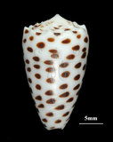 中文名:芝麻芋螺(002411-00175)學名:Conus pulicarius Hwass, 1792(002411-00175)