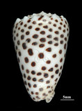 中文名:芝麻芋螺(002629-00005)學名:Conus pulicarius Hwass, 1792(002629-00005)