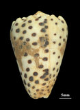 中文名:芝麻芋螺(003032-00099)學名:Conus pulicarius Hwass, 1792(003032-00099)