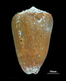 中文名:芝麻芋螺(003241-00036)學名:Conus pulicarius Hwass, 1792(003241-00036)