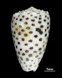 中文名:芝麻芋螺(003405-00022)學名:Conus pulicarius Hwass, 1792(003405-00022)