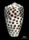 中文名:芝麻芋螺(003832-00014)學名:Conus pulicarius Hwass, 1792(003832-00014)