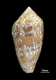 中文名:織錦芋螺 (002353-00184)學名:Conus textile Linnaeus, 1758(002353-00184)