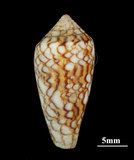 中文名:織錦芋螺 (002353-00185)學名:Conus textile Linnaeus, 1758(002353-00185)