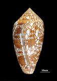 中文名:織錦芋螺 (002434-00033)學名:Conus textile Linnaeus, 1758(002434-00033)