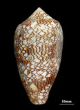 中文名:織錦芋螺 (002831-00017)學名:Conus textile Linnaeus, 1758(002831-00017)