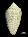 中文名:織錦芋螺 (002905-00008)學名:Conus textile Linnaeus, 1758(002905-00008)