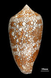 中文名:織錦芋螺 (003211-00057)學名:Conus textile Linnaeus, 1758(003211-00057)