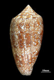 中文名:織錦芋螺 (003317-00013)學名:Conus textile Linnaeus, 1758(003317-00013)