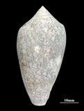 中文名:織錦芋螺 (003493-00023)學名:Conus textile Linnaeus, 1758(003493-00023)