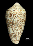 中文名:織錦芋螺 (004213-00019)學名:Conus textile Linnaeus, 1758(004213-00019)