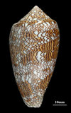 中文名:織錦芋螺 (004324-00182)學名:Conus textile Linnaeus, 1758(004324-00182)