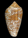 中文名:織錦芋螺 (005112-00079)學名:Conus textile Linnaeus, 1758(005112-00079)