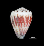 中文名:花環芋螺 (002353-00227)學名:Conus sponsalis Hwass, 1792(002353-00227)