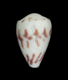 中文名:花環芋螺 (002353-00228)學名:Conus sponsalis Hwass, 1792(002353-00228)