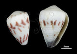 中文名:花環芋螺 (002353-00228)學名:Conus sponsalis Hwass, 1792(002353-00228)