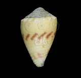中文名:花環芋螺 (002353-00229)學名:Conus sponsalis Hwass, 1792(002353-00229)