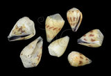 中文名:花環芋螺 (002353-00229)學名:Conus sponsalis Hwass, 1792(002353-00229)