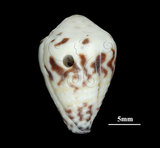 中文名:花環芋螺 (002353-00230)學名:Conus sponsalis Hwass, 1792(002353-00230)