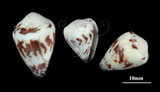中文名:花環芋螺 (002353-00231)學名:Conus sponsalis Hwass, 1792(002353-00231)