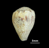 中文名:花環芋螺 (002353-00232)學名:Conus sponsalis Hwass, 1792(002353-00232)