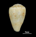 中文名:花環芋螺 (002353-00233)學名:Conus sponsalis Hwass, 1792(002353-00233)