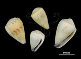 中文名:花環芋螺 (002353-00233)學名:Conus sponsalis Hwass, 1792(002353-00233)