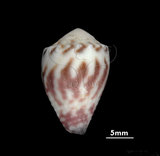 中文名:花環芋螺 (002672-00155)學名:Conus sponsalis Hwass, 1792(002672-00155)