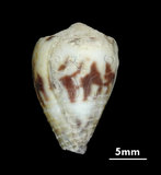 中文名:花環芋螺 (002831-00050)學名:Conus sponsalis Hwass, 1792(002831-00050)