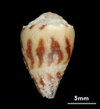 中文名:花環芋螺 (002964-00119)學名:Conus sponsalis Hwass, 1792(002964-00119)