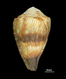 中文名:柳絲芋螺 (001737-00272)學名:Conus miles Linnaeus, 1758(001737-00272)