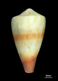 中文名:柳絲芋螺 (002353-00222)學名:Conus miles Linnaeus, 1758(002353-00222)