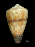 中文名:柳絲芋螺 (002639-00162)學名:Conus miles Linnaeus, 1758(002639-00162)