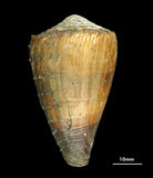 中文名:柳絲芋螺 (002639-00163)學名:Conus miles Linnaeus, 1758(002639-00163)