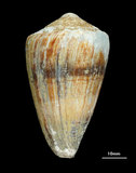 中文名:柳絲芋螺 (002831-00039)學名:Conus miles Linnaeus, 1758(002831-00039)