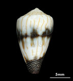 中文名:柳絲芋螺 (004611-00034)學名:Conus miles Linnaeus, 1758(004611-00034)