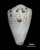 中文名:樂譜芋螺 (002672-00098)學名:Conus musicus Hwass, 1792(002672-00098)