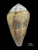 中文名:咖啡芋螺 (002672-00097)學名:Conus coffeae Gmelin, 1791(002672-00097)