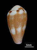 中文名:咖啡芋螺 (004611-00100)學名:Conus coffeae Gmelin, 1791(004611-00100)