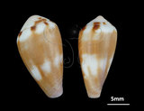 中文名:咖啡芋螺 (004611-00100)學名:Conus coffeae Gmelin, 1791(004611-00100)