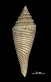中文名:歐氏芋螺 (002411-00172)學名:Conus orbignyi Audouin, 1831(002411-00172)